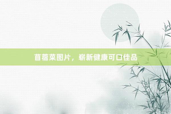 苜蓿菜图片，崭新健康可口佳品